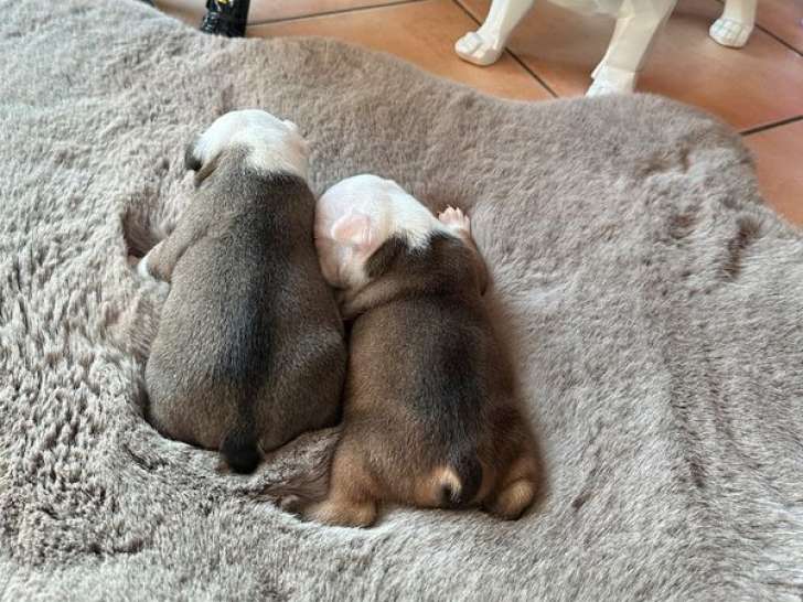 2 chiots Bouledogues Français exotiques LOF à vendre