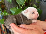 2 chiots Bouledogues Français exotiques LOF à vendre