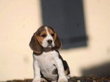 4 chiots Beagles LOF à réserver, de petite taille de septembre 2025