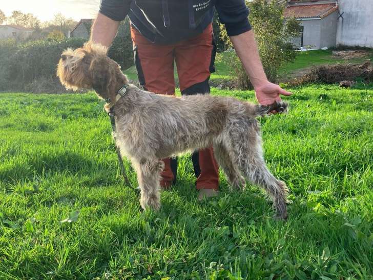 1 chiot femelle Griffon Korthals LOF d'avril 2025 à vendre