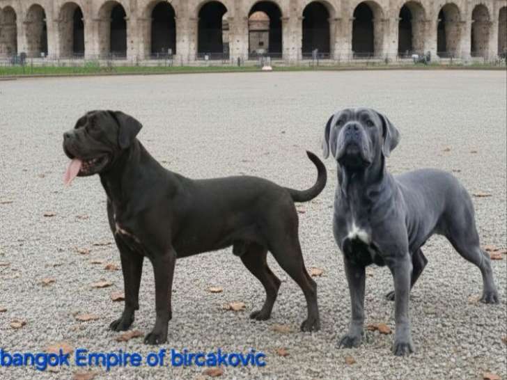 7 chiots Cane Corso LOF à réserver