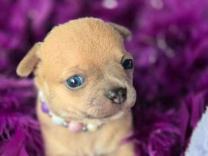 À vendre, 2 chiots femelles Chihuahuas LOF