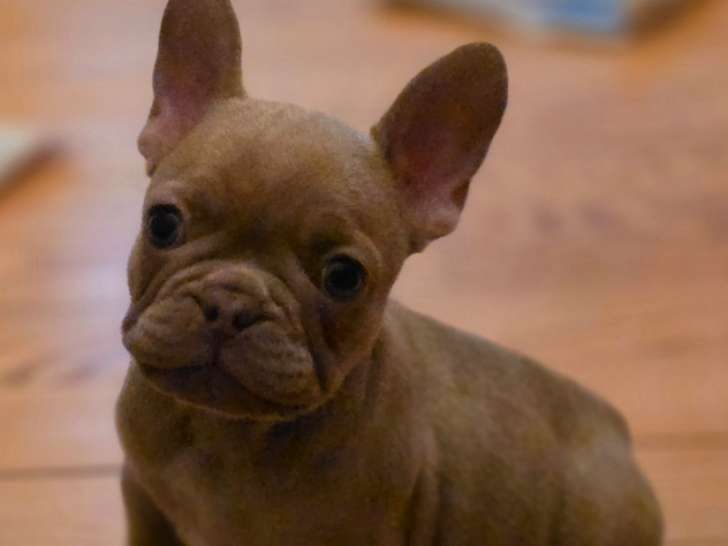 Magnifiques chiots type Bouledogue Francais exotiques à vendre