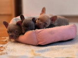 Magnifiques chiots type Bouledogue Francais exotiques à vendre