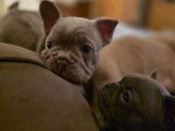 Magnifiques chiots type Bouledogue Francais exotiques à vendre