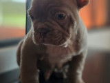 Magnifiques chiots type Bouledogue Francais exotiques &agrave; vendre