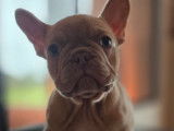 Magnifiques chiots type Bouledogue Francais exotiques à vendre