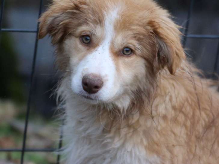2 chiots Borders Collies LOF à vendre