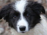 3 chiots femelles Borders Collies LOF d’août 2025 à vendre