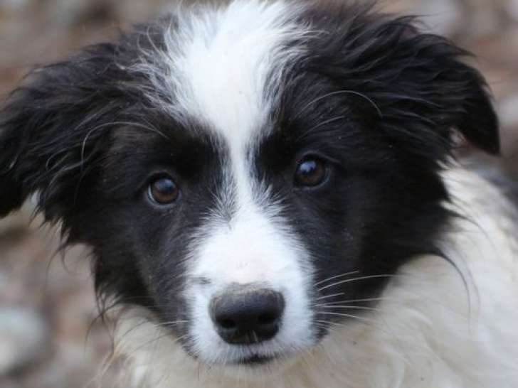 3 chiots femelles Borders Collies LOF d’août 2025 à vendre