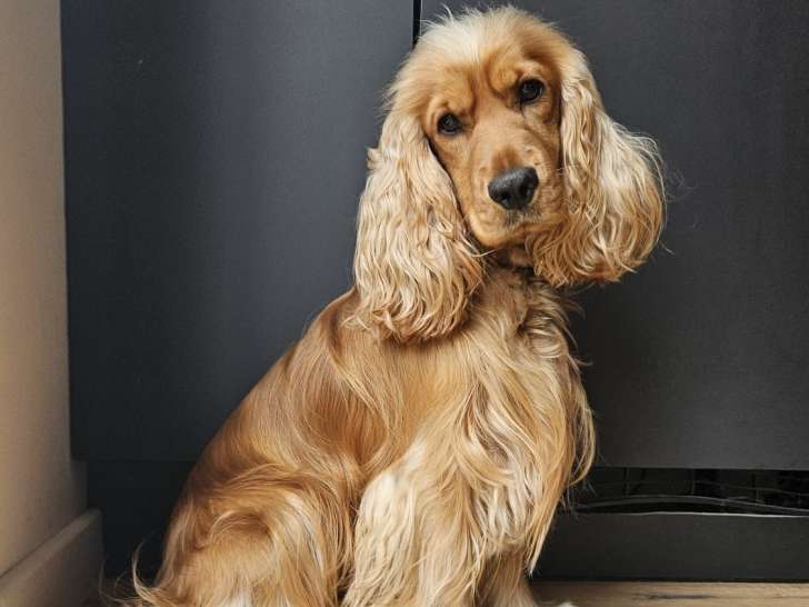 Mâle Cocker Anglais pour saillie