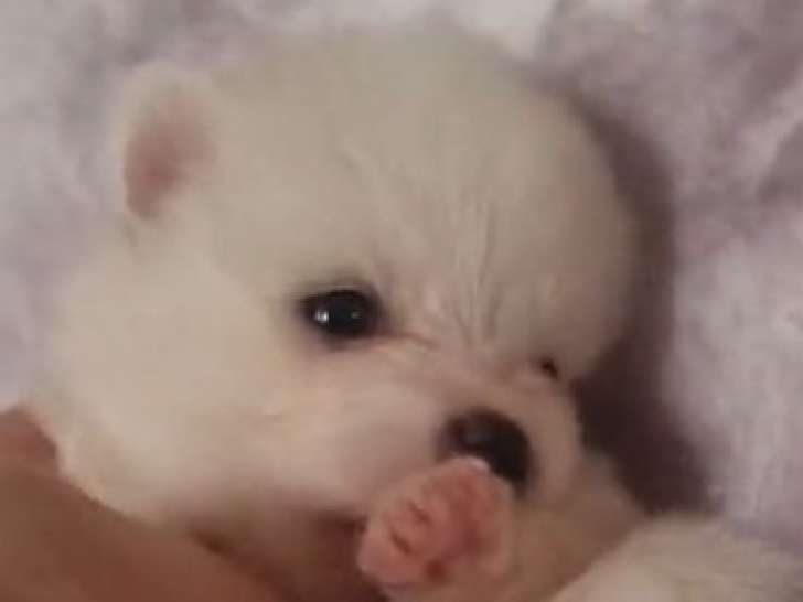 Mise en vente de plusieurs chiots Pomskies LOF