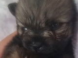 Mise en vente de plusieurs chiots Pomskies LOF
