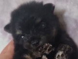 Mise en vente de plusieurs chiots Pomskies LOF