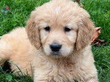 Vente de 4 chiots Golden Retrievers LOF fauve orangé de septembre 2025