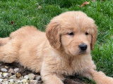 Vente de 4 chiots Golden Retrievers LOF fauve orangé de septembre 2025