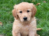 Vente de 4 chiots Golden Retrievers LOF fauve orangé de septembre 2025