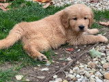 Vente de 4 chiots Golden Retrievers LOF fauve orangé de septembre 2025