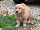 Vente de 4 chiots Golden Retrievers LOF fauve orangé de septembre 2025
