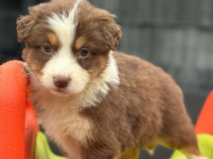 Mise en vente de 3 chiots femelles Bergers Australiens LOF de septembre 2025