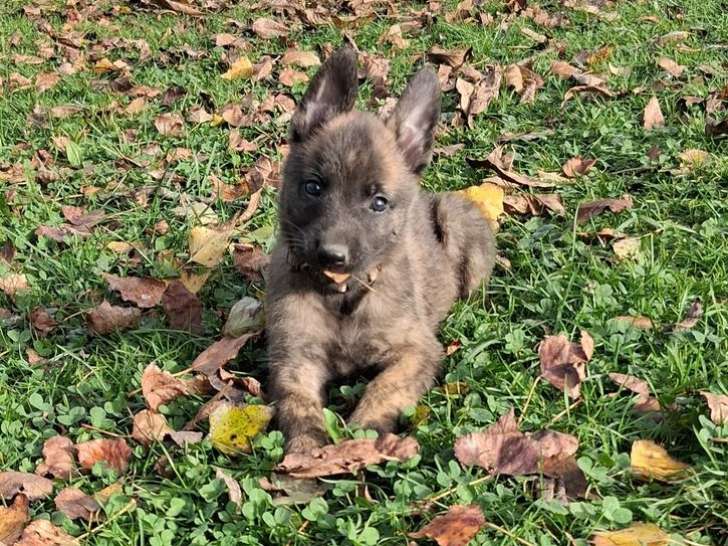 3 chiots femelles Bergers Hollandais LOF à vendre
