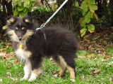 3 chiots femelles Bergers des Shetland LOF à vendre, noir tricolore d'août 2025