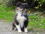 3 chiots femelles Bergers des Shetland LOF à vendre, noir tricolore d'août 2025