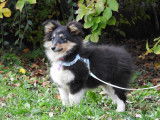 3 chiots femelles Bergers des Shetland LOF à vendre, noir tricolore d'août 2025