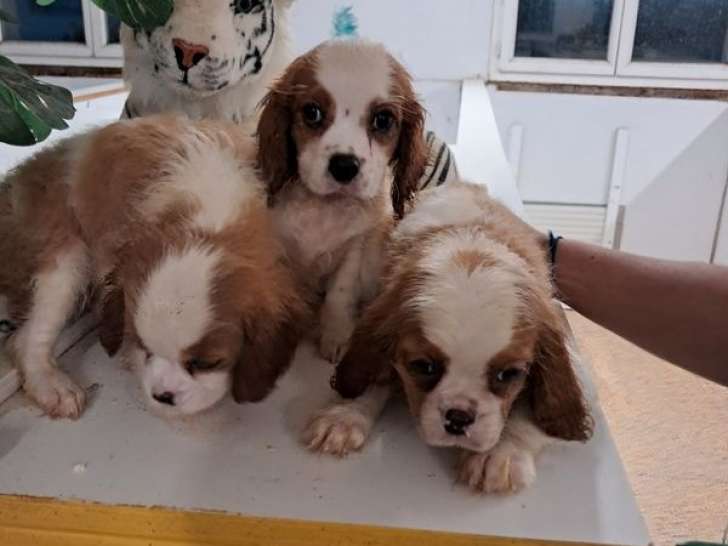 À vendre, 3 chiots Cavalier King Charles mâles non-LOF d’août 2025