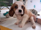 À vendre, 3 chiots Cavalier King Charles mâles non-LOF d’août 2025