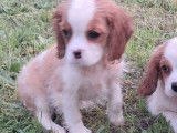À vendre, 3 chiots Cavalier King Charles mâles non-LOF d’août 2025