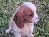 À vendre, 3 chiots Cavalier King Charles mâles non-LOF d’août 2025