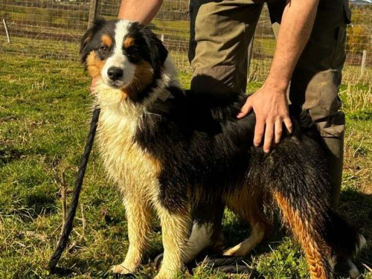 1 chiot femelle Berger Australien LOF de mars 2025 à vendre