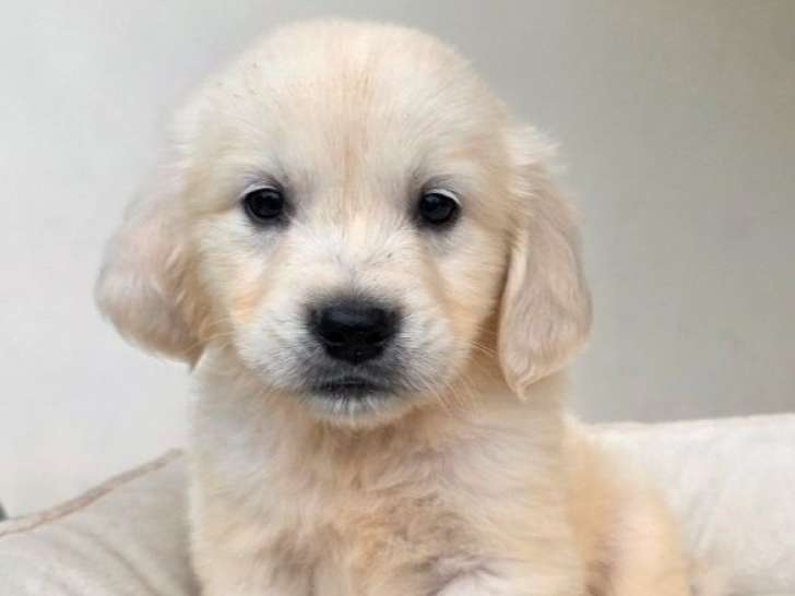 Des chiots Golden Retrievers LOF à réserver