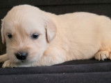 Des chiots Golden Retrievers LOF à réserver