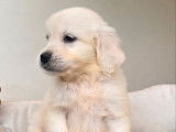 Des chiots Golden Retrievers LOF à réserver