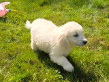 Des chiots Golden Retrievers LOF à réserver
