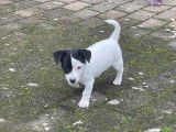 1 chiot femelle Jack Russell LOF à vendre