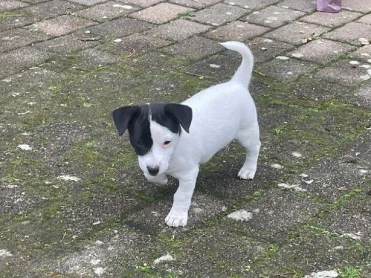 1 chiot femelle Jack Russell LOF à vendre