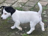1 chiot femelle Jack Russell LOF à vendre