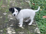 1 chiot femelle Jack Russell LOF à vendre