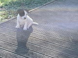 1 chiot femelle Jack Russell LOF à vendre