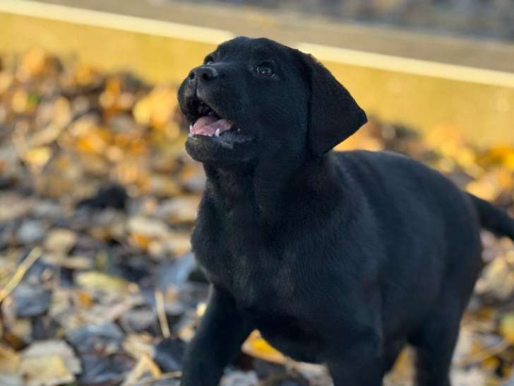 Réservation ouverte pour plusieurs femelles Labrador Retriever LOF noires