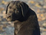 Réservation ouverte pour plusieurs femelles Labrador Retriever LOF noires