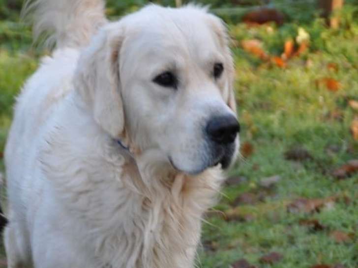 Vente d’un chien Golden Retriever LOF de septembre 2021