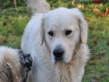 Vente d’un chien Golden Retriever LOF de septembre 2021