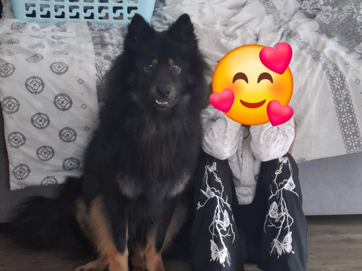 Ufko, Eurasier plein d’énergie, joueur et très affectueux à vendre