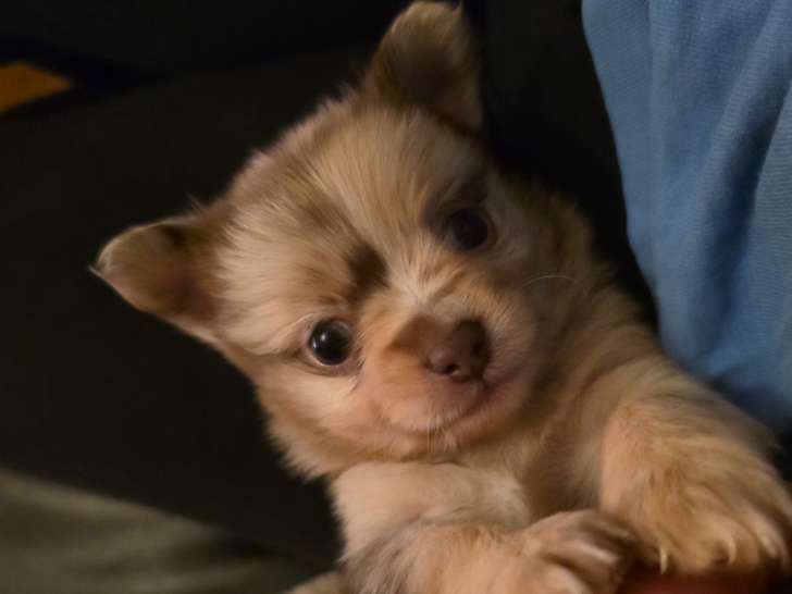 Magnifique Pomchi choco merle à vendre