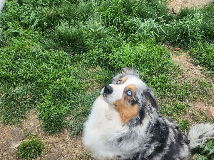 Mâle Berger Australien bleu merle LOF à vendre