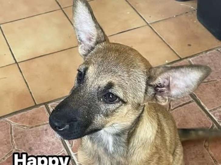 Happy, chiot femelle croisée berger à adopter en association